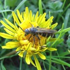 Andrenidae(20101103 Tokyo No.001)