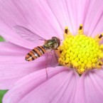 Episyrphus balteatus(2010.10.16 Tokyo No001-1)