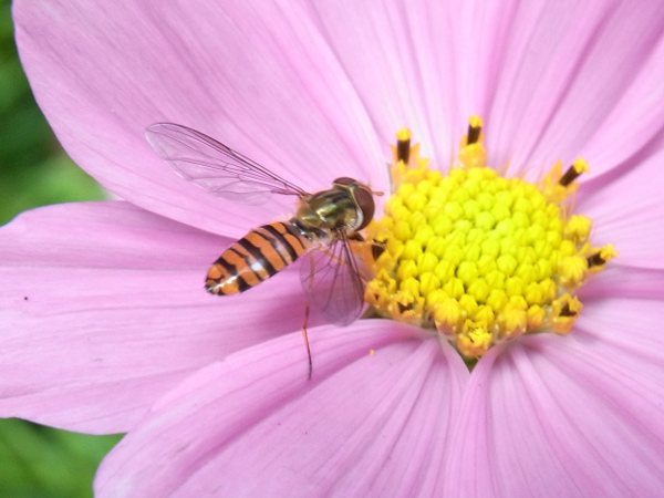 Episyrphus balteatus(2010.10.16 Tokyo No001-2).JPG