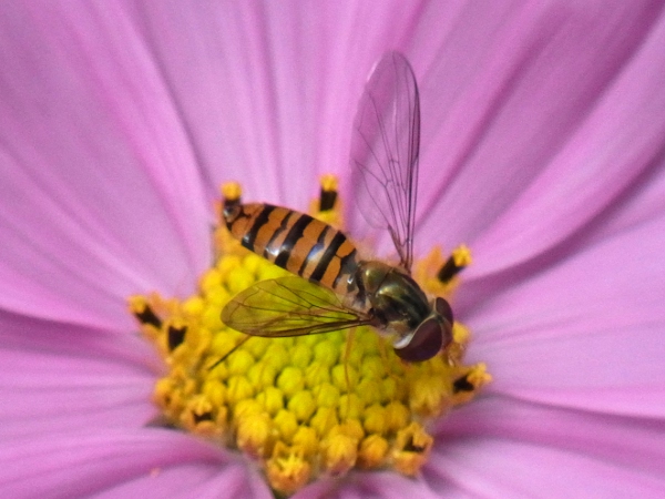 Episyrphus balteatus(2010.10.16 Tokyo No.002)