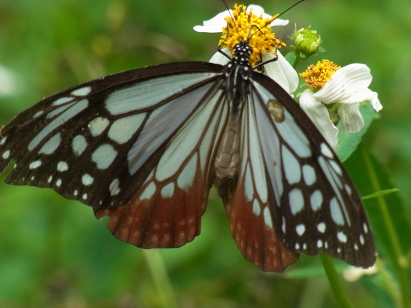 Parantica sita niphonica(2010.06.13 Okinawa No.001-2)