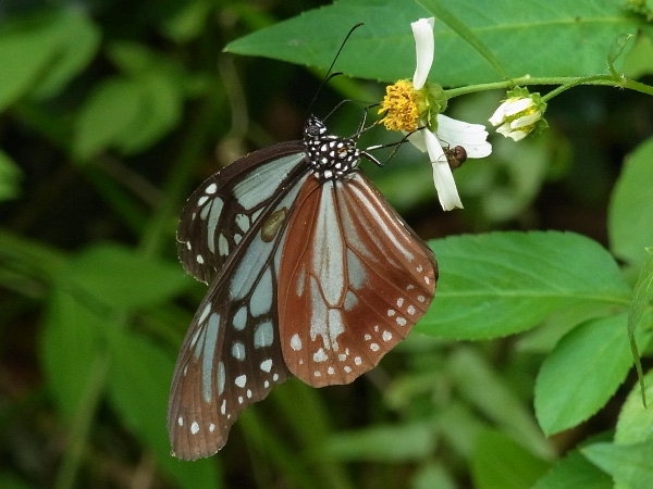 Parantica sita niphonica(2010.06.13 Okinawa No.002)