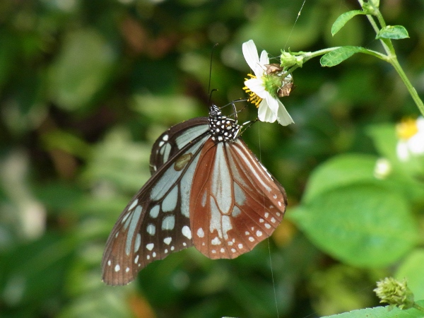 Parantica sita niphonica(2010.06.13 Okinawa No.003)