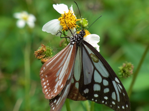 Parantica sita niphonica(アサギマダラ)(2010.06.13 Okinawa) | 富田たく公式WEBサイト