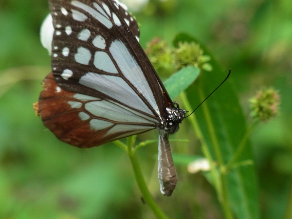 Parantica sita niphonica(2010.06.13 Okinawa No.007)