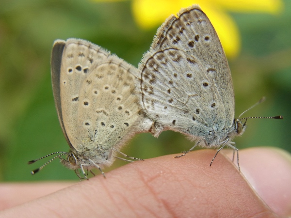 Psudozizeeria maha(2010.11.13 Tokyo No003)