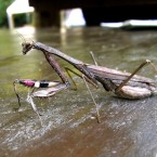 Statilia maculata(2010.10.24 Tokyo No.001-1)