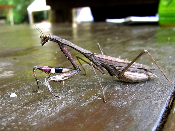 Statilia maculata(2010.10.24 Tokyo No.001_2)