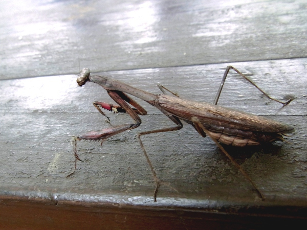 Statilia maculata(2010.10.24 Tokyo No.002)