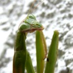 Tenodera aridiforia(2010.11.15 Tokyo)