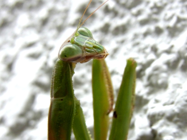 Tenodera aridiforia(2010.11.15 Tokyo)