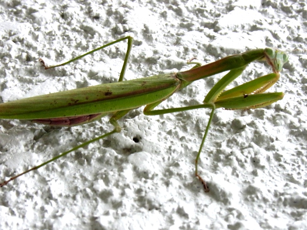 Tenodera aridiforia(2010.11.15 Tokyo)