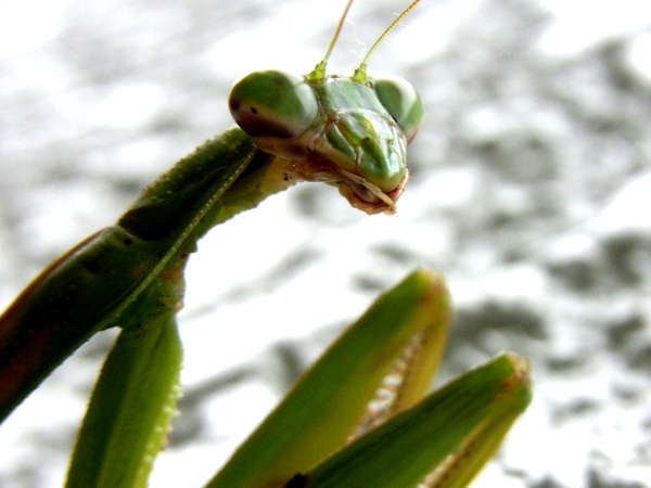 Tenodera aridiforia(2010.11.15 Tokyo)