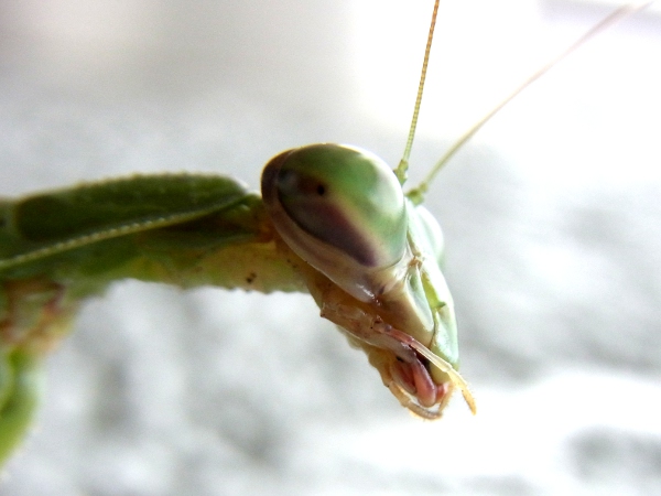 Tenodera aridiforia(2010.11.15 Tokyo)