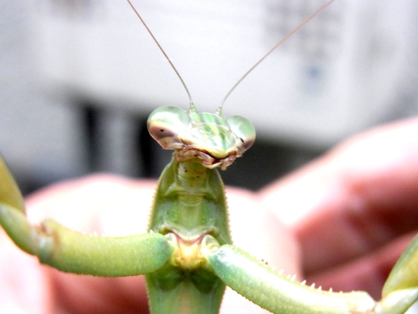 Tenodera aridiforia(2010.11.15 Tokyo)