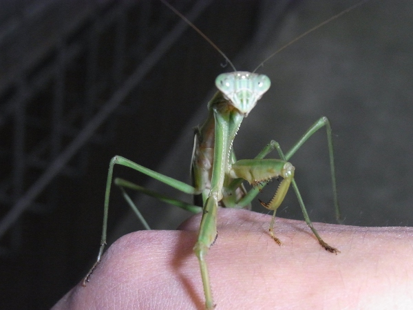 Tenodera aridiforia(2010.11.15 Tokyo)