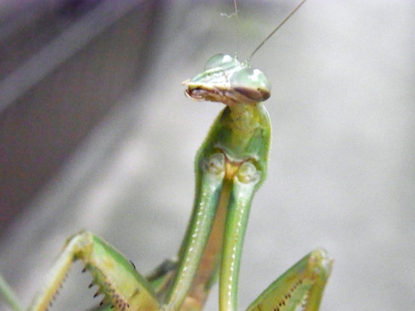 Tenodera aridiforia(2010.11.15 Tokyo)