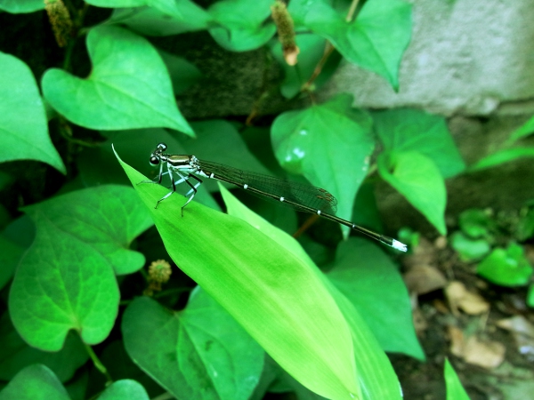 Ischnura asiatica(2010.07.07 Tokyo No001)