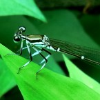 Ischnura asiatica(2010.07.07 Tokyo)