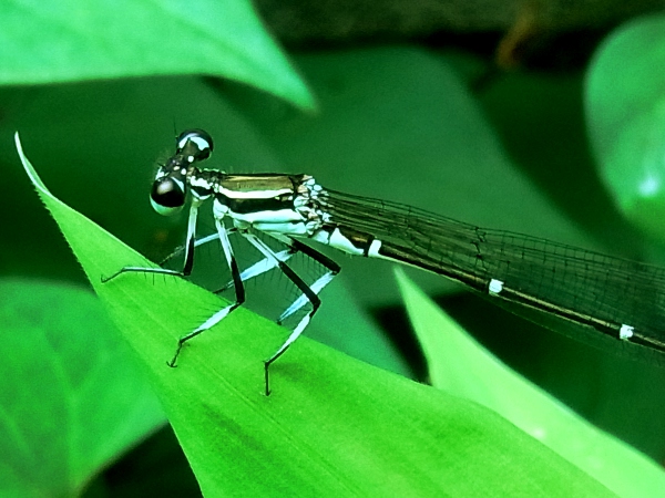 Ischnura asiatica(2010.07.07 Tokyo No002)