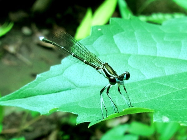 Ischnura asiatica(2010.07.07 Tokyo No003)