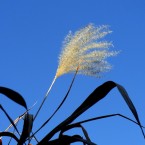 Miscanthus sacchariflorus(20110121)