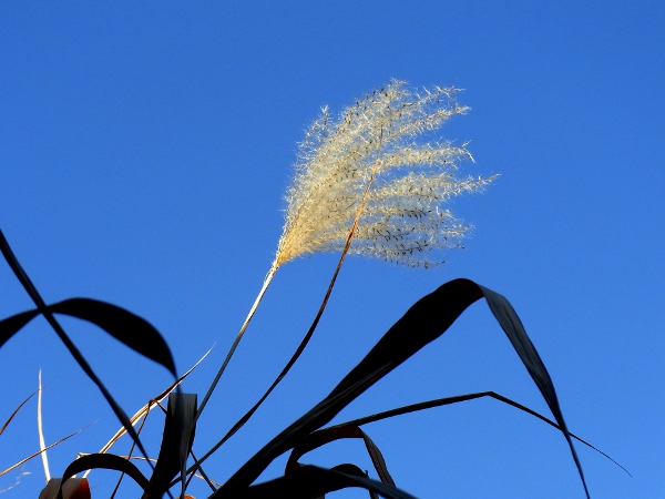 Miscanthus sacchariflorus(20110121)