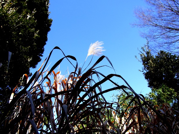 Miscanthus sacchariflorus(20110121)