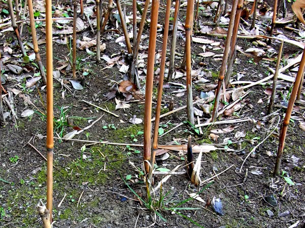 Miscanthus sacchariflorus(20110121)