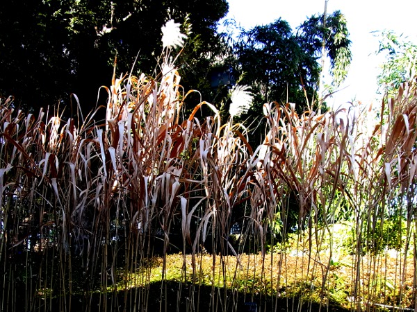 Miscanthus sacchariflorus(20110121)