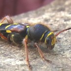 Cyrtoclytus caproides(キスジトラカミキリ)(20130522 Tokyo)