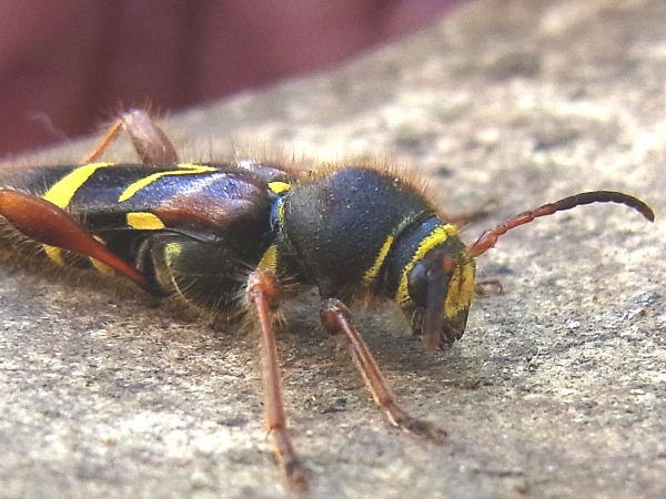 Cyrtoclytus caproides(キスジトラカミキリ)(20130522 Tokyo)