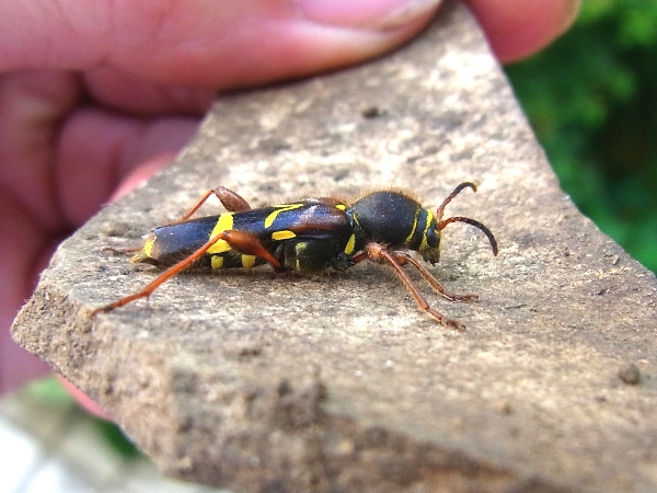 Cyrtoclytus caproides(キスジトラカミキリ)(20130522 Tokyo)