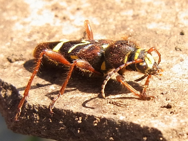 Cyrtoclytus caproides(キスジトラカミキリ)(20130522 Tokyo)