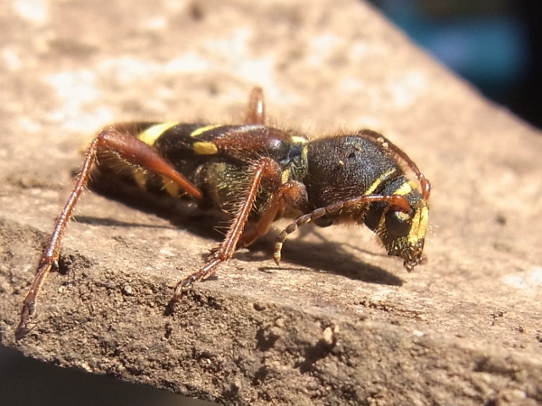 Cyrtoclytus caproides(キスジトラカミキリ)(20130522 Tokyo)