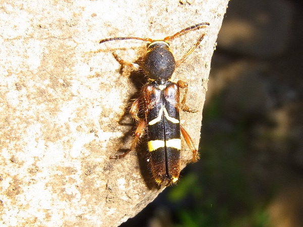 Cyrtoclytus caproides(キスジトラカミキリ)(20130522 Tokyo)