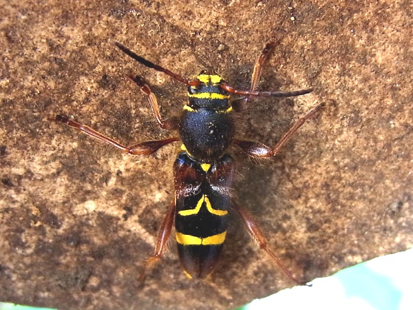 Cyrtoclytus caproides(キスジトラカミキリ)(20130522 Tokyo)