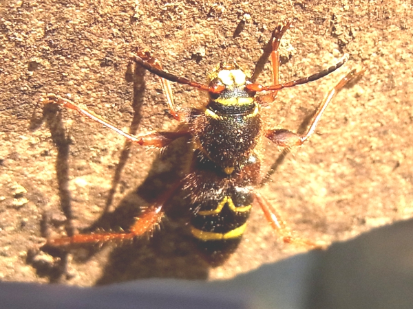 Cyrtoclytus caproides(キスジトラカミキリ)(20130522 Tokyo)