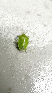 日本共産党_杉並区議会議員_富田たく_区政報告ニュース_307_img101_Glaucias subpunctatus