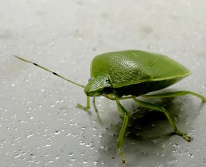 日本共産党_杉並区議会議員_富田たく_区政報告ニュース_img102_Glaucias subpunctatus