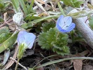 日本共産党_杉並区議会議員_富田たく_区政報告ニュース_308_img202_Veronica persica