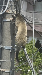 日本共産党_杉並区議会議員_富田たく_区政報告ニュース_310_img102_Paguma larvata