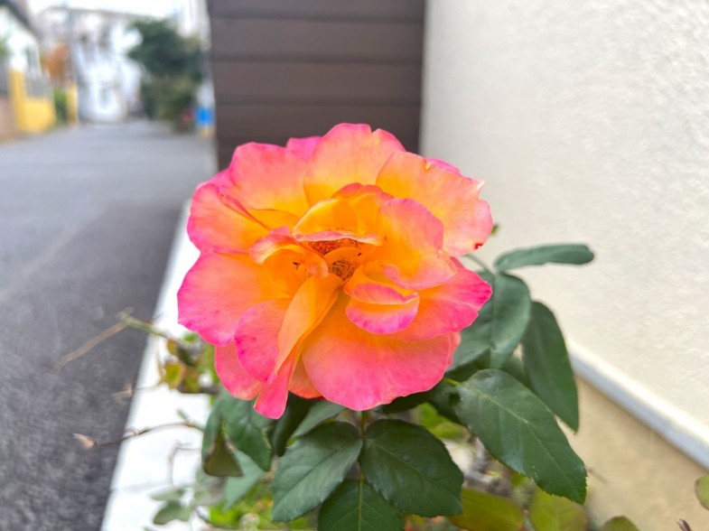 日本共産党_杉並区議会議員_富田たく_区政報告ニュース_300_img101_Rosa 'Souvenir d'Anne Frank'