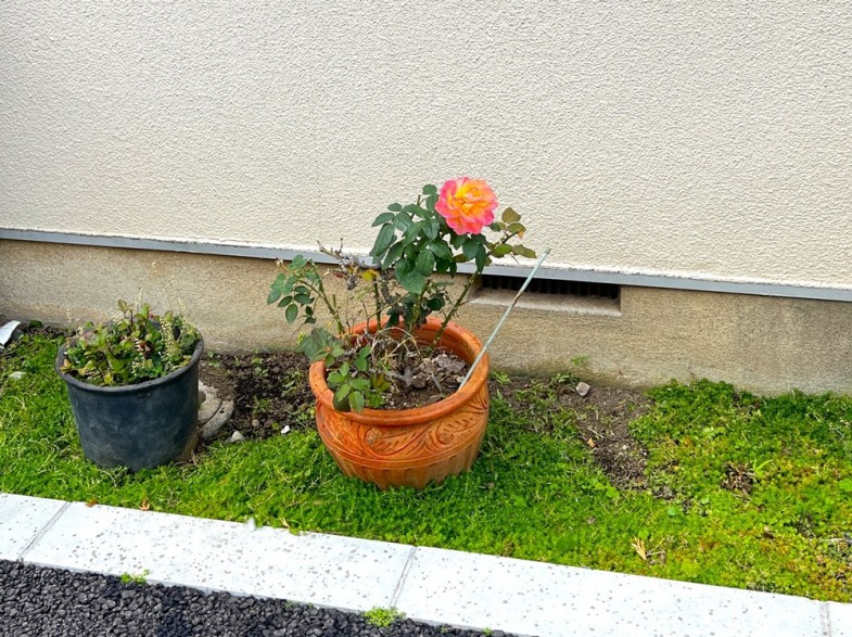 日本共産党_杉並区議会議員_富田たく_区政報告ニュース_300_img102_Rosa 'Souvenir d'Anne Frank'